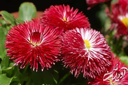 دسته گل عروس،گل زیبا گل یاس, گل سرخ